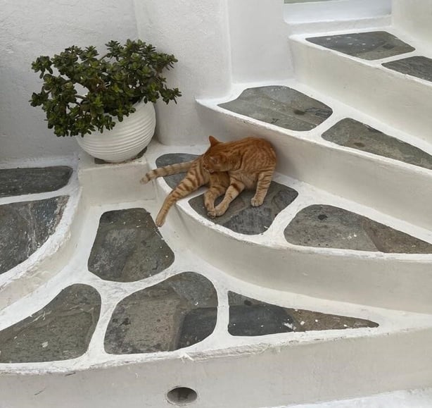 Cat-lovers will enjoy seeing their feline friends around the islands (Aine Fox/PA)
