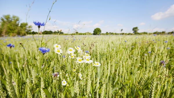 Farmers can apply for the payments in return for safeguarding biodiversity