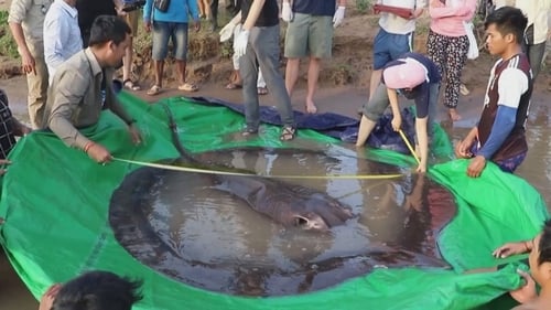 The giant freshwater stingray measures four metres from snout to tail