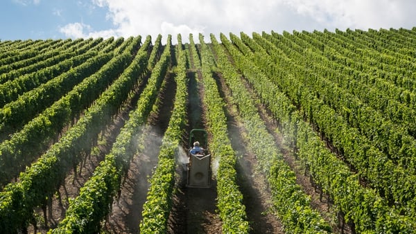 A tractor sprays pesticides in a vineyard near Volkach, Franconia, Germany