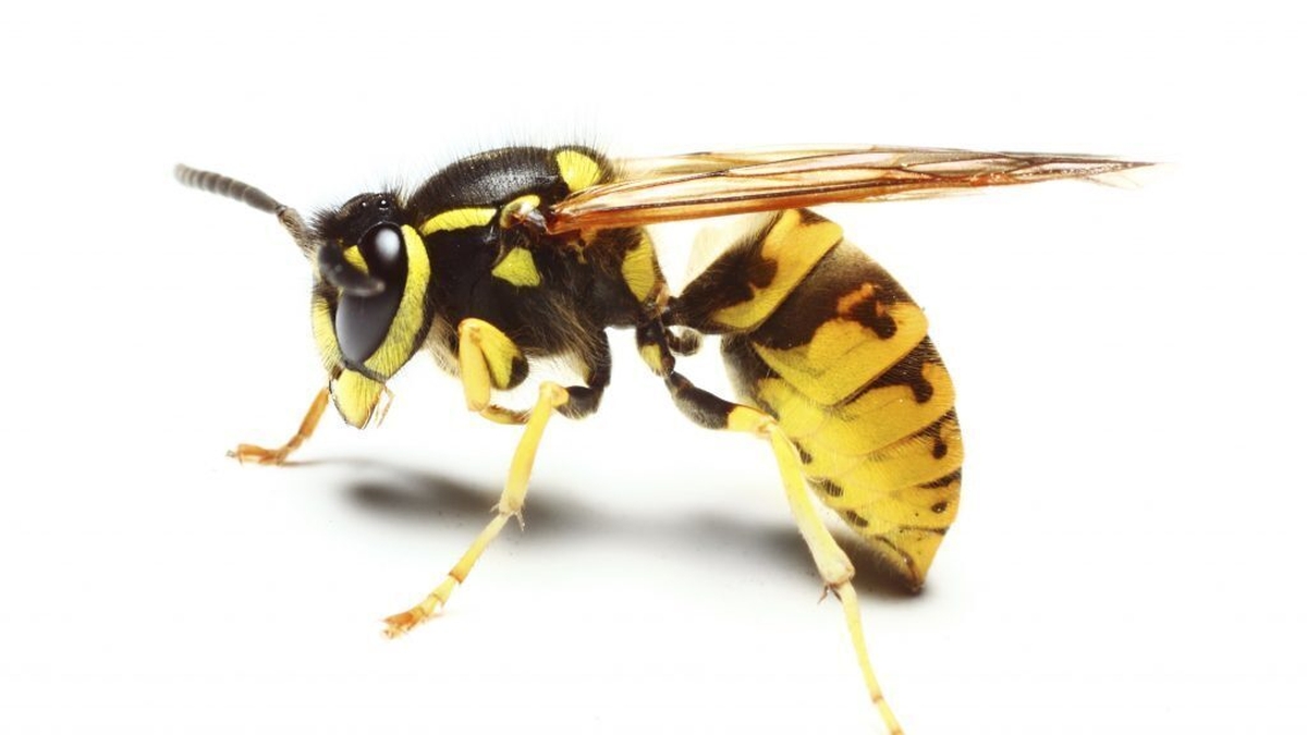 Naturefile - Wasps Naturefile - Wasps