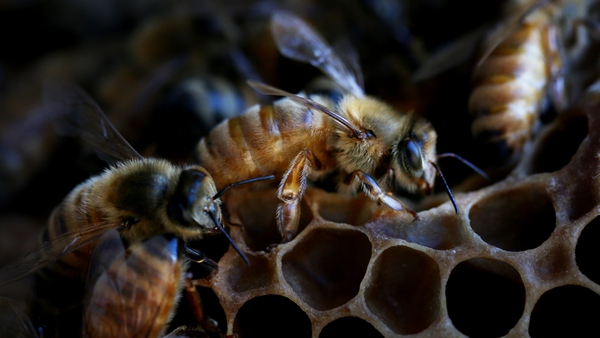 Varroa mites feed on larval honey bees