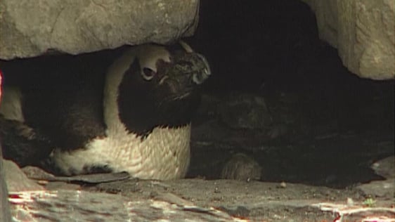Percy penguin hiding in his Dublin Zoo enclosure, 1997.