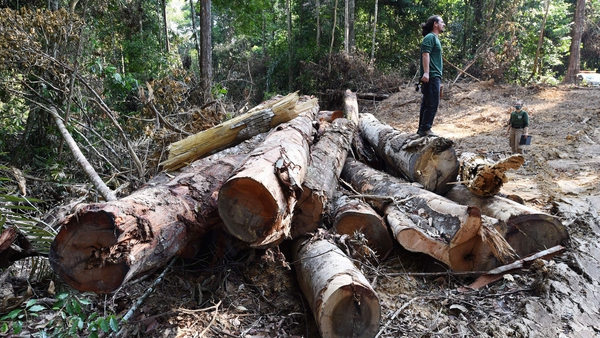 Officials inspect a deforested area in the Amazon rainforest, Brazil (file image)