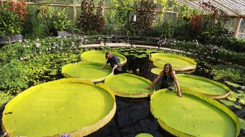 It is the first discovery of a new giant waterlily in over a century and now holds the record for the largest in the world