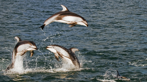 The quota was set after the 'unusually large catch' of 1,423 white-sided dolphins in September last year