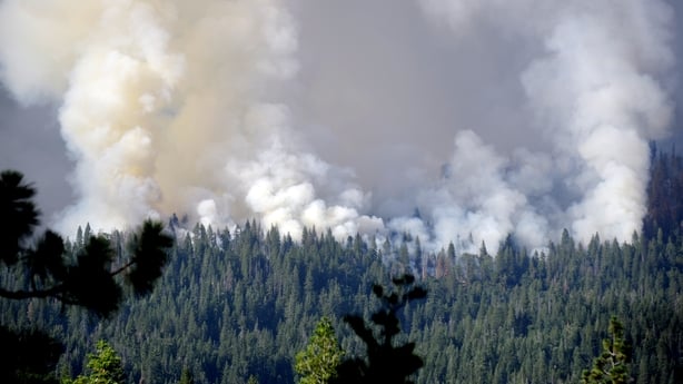 Californian wildfires threaten giant sequoia trees