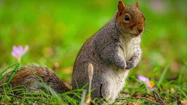 Grey squirrels cause damage to woodlands and threaten red squirrels