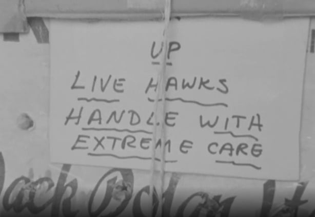 "Live Hawks, Handle With Extreme Care"