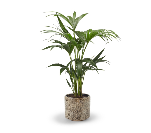 Kentia Palm & Fractured Beige Pot, £104, Soho House