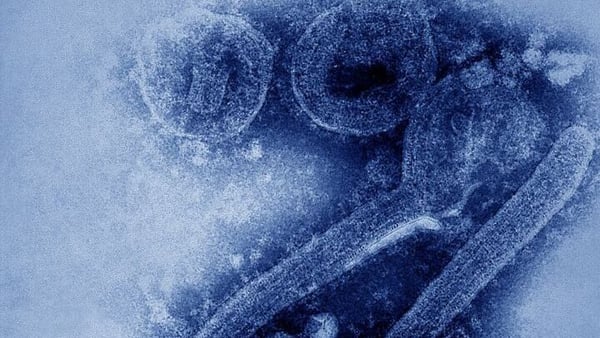 Tests conducted in Ghana came back positive for the Marburg virus on 10 July