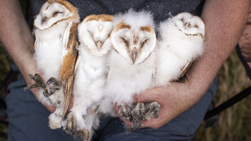 Four barn owlets were ringed as part of the conservation programme