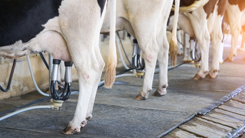 Charlie McConalogue said the scheme will be based on 2022 milk production levels (stock image)