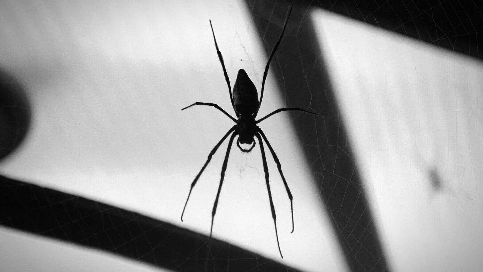 Does killing spiders bring bad luck?