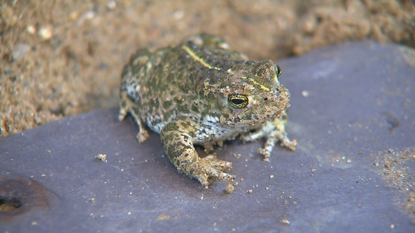 The Natterjack toad is only found in Kerry