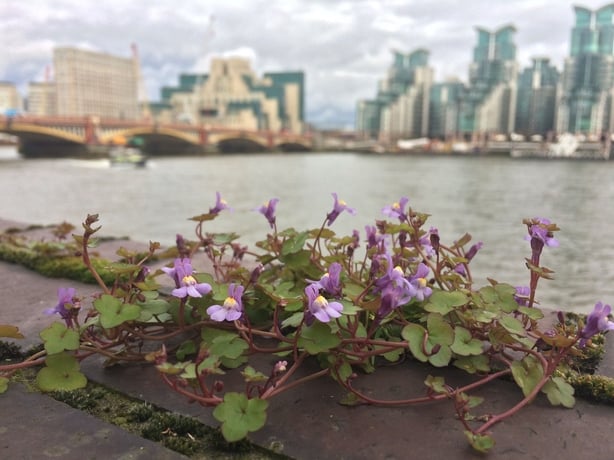 Ivy-leaved toadflax (Leif Bersweden/PA)