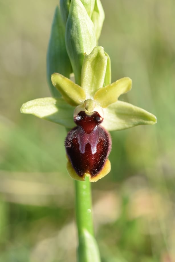 Early spider orchid (Leif Bersweden/PA)
