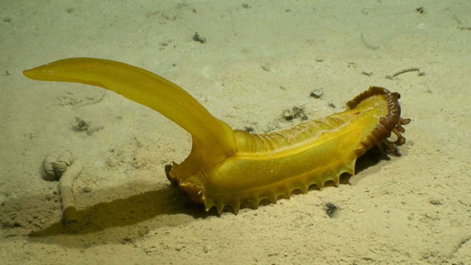 39 potential new species discovered in the sea