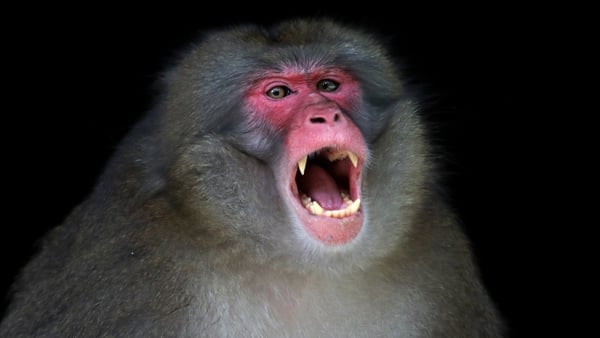 The monkey was captured after a spate of attacks (file image)
