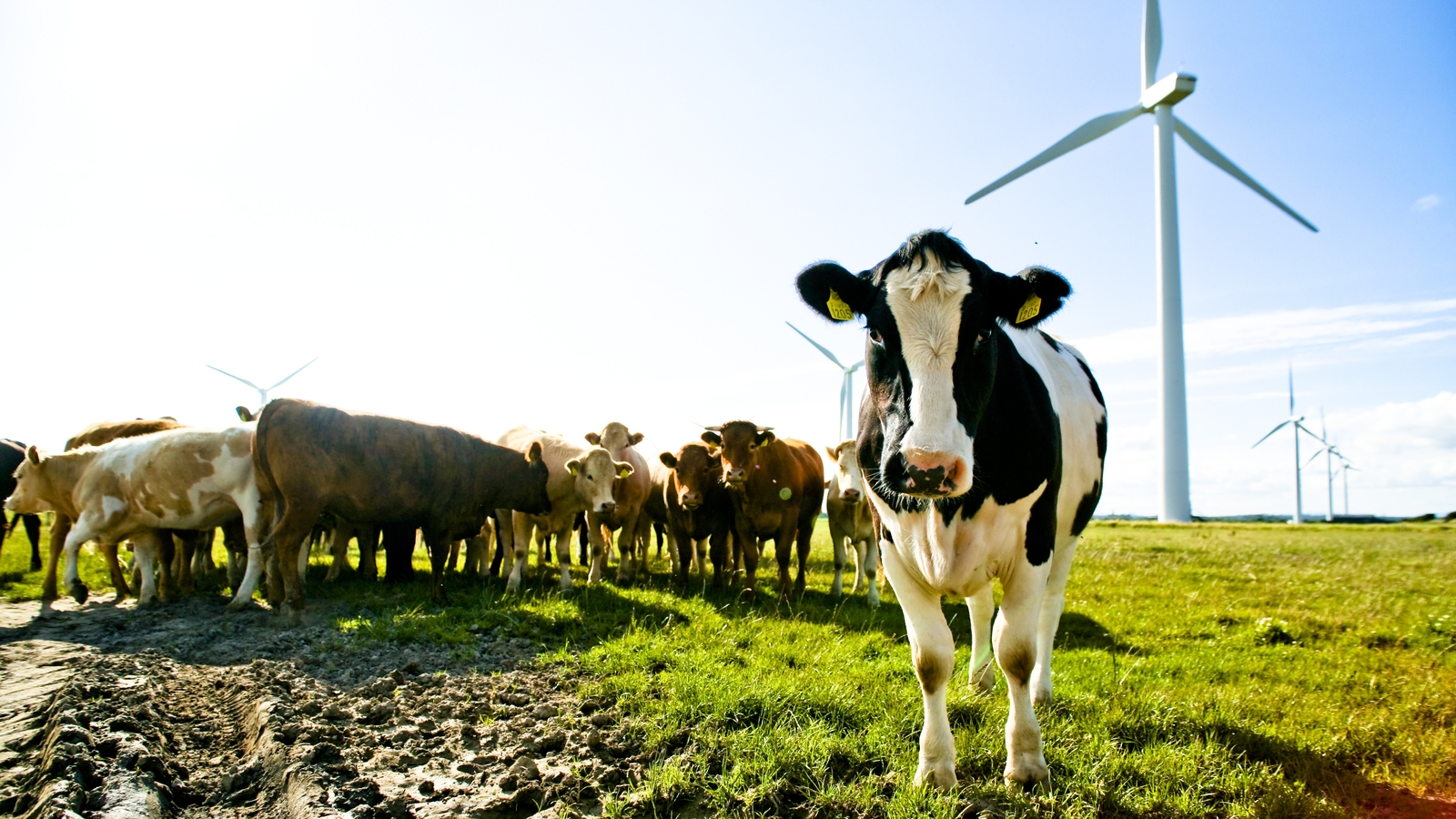 Survey shows farmer optimism is growing