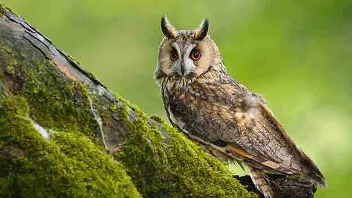 Naturefile - Long–eared Owls