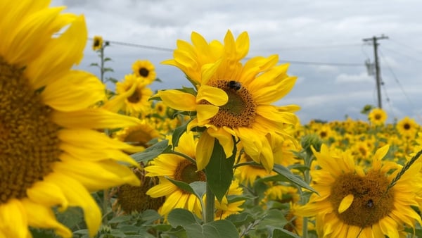Thousands of sunflowers cover a large field in north Dublin in aid of St Francis Hospice, with people welcome to come and pick their own blooms