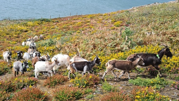 The herd of Old Irish goats from Mulranny in Mayo relocated to Howth Hill last year to help prevent gorse fires in the area (Image: Des Mullan)