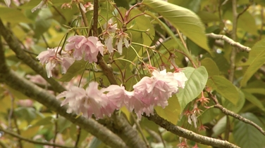 Japanese Gardens In County Kildare