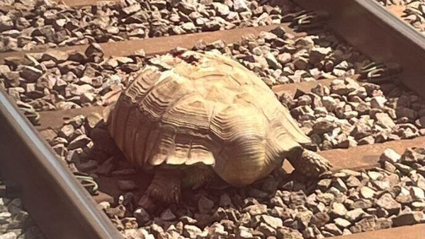 It is understood that the tortoise is expected to make a full recovery (Photo credit: Diane Akers)