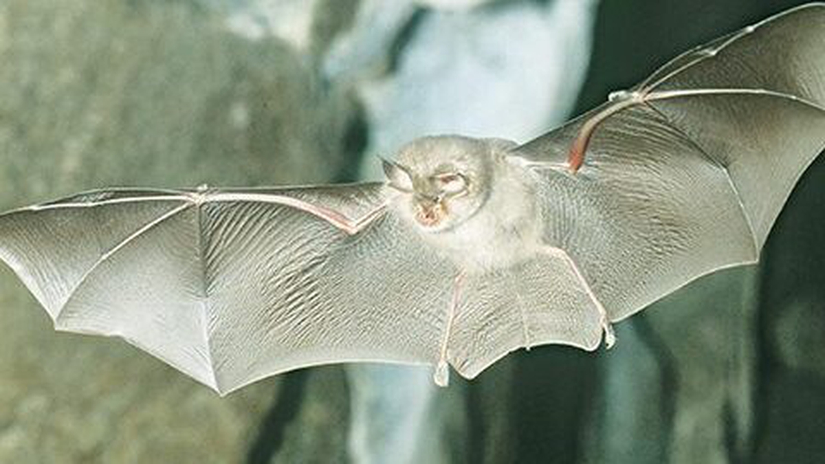 Naturefile - Horseshoe Bats