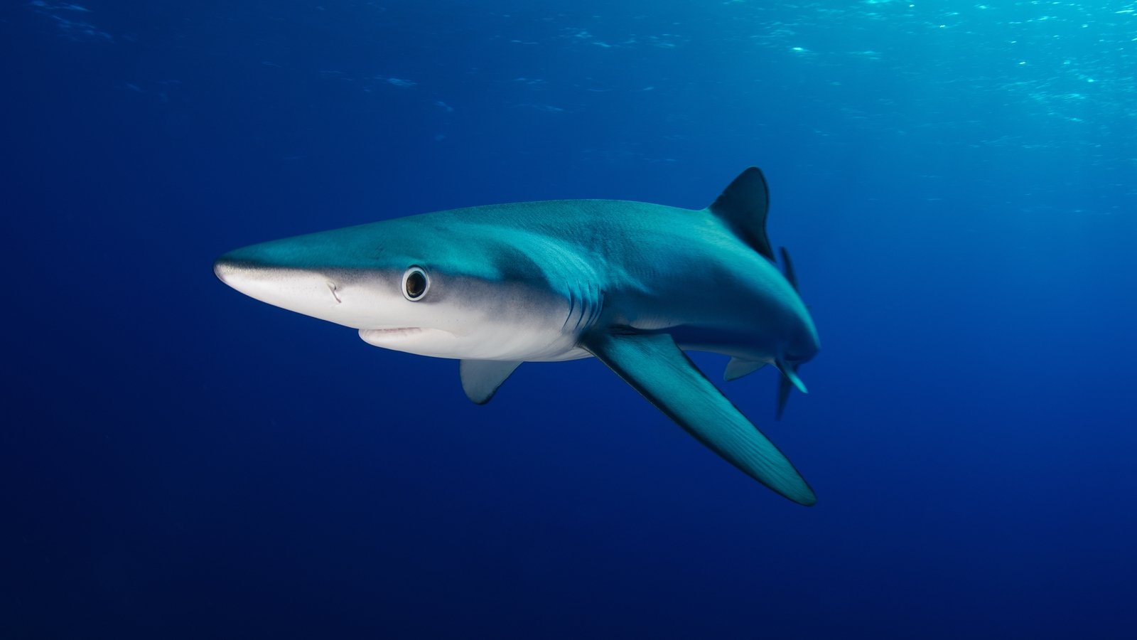 Snorkeler suffers suspected shark attack off UK coast