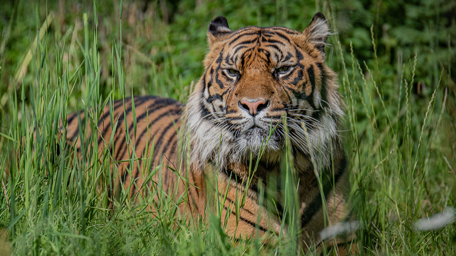 Chester Zoo welcomes endangered tiger with help of Fota