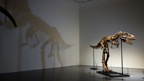 The Gorgosaurus has sold for €6million.