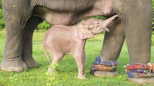 The baby weighs about 80 kilogrammes and stands roughly 70cm tall