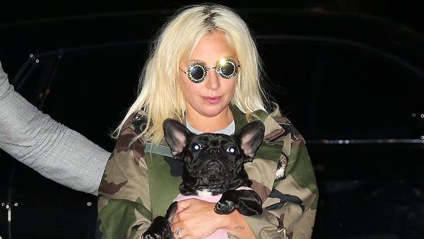 Lady Gaga with one of her French bulldogs