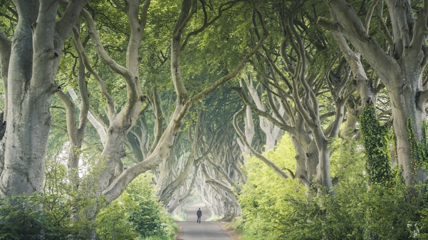 Man at The Dark Hedges, Northern Ireland, UK