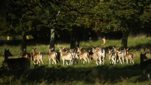 Deer in the Phoenix Park have been an attraction since the park was first established