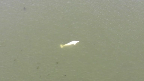 The whale was first seen in the River Seine on Tuesday (Pic: SDIS 27)
