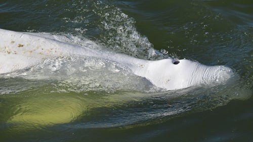 The beluga whale appears to be underweight and officials are worried about its health