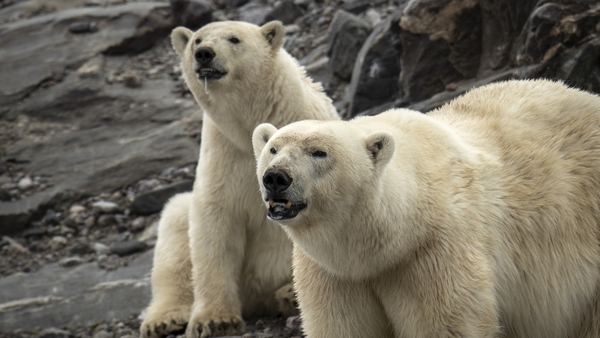 The polar bear population in Canada's western Hudson Bay has dropped by 27% in five years