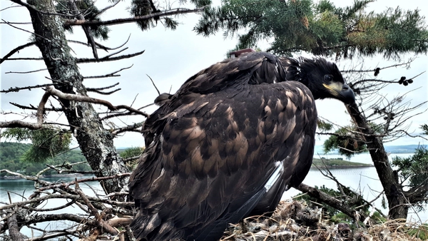 The White-tailed Sea Eagle chick at the nest at Glengarriff, Co Cork (Courtesy: Alan McCarthy)