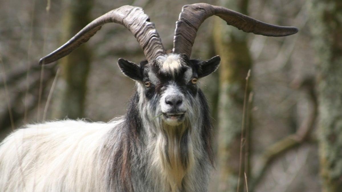 Naturefile - Feral Goats Naturefile - Feral Goats
