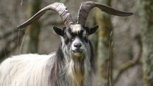 Naturefile - Feral Goats