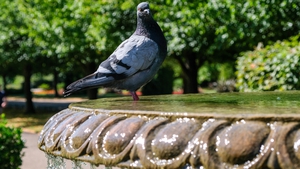 A pigeon cools off in Regent's Park in London. A hosepipe ban is in force in parts of England as the temperatures climb