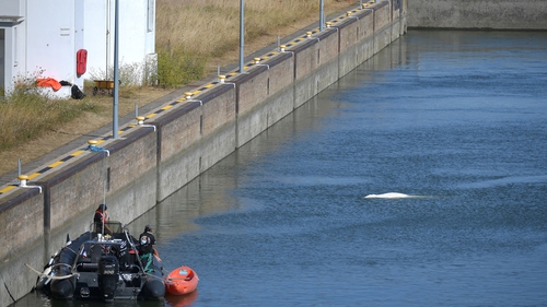 Members of the Sea Shepherd NGO monitor the whale in a river lock in Notre-Dame-de-la-Garenne