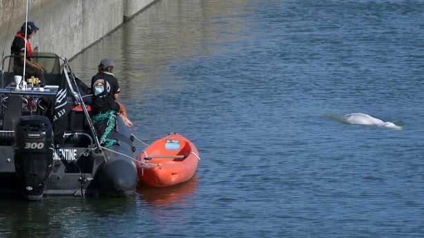 Stranded beluga whale dies during River Seine rescue operation