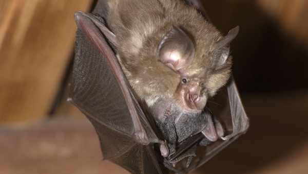 Lesser Horseshoe Bats are one of only nine species in Ireland