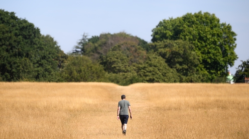 A man walks through a sun-bleached grass meadow in London's Richmond Park