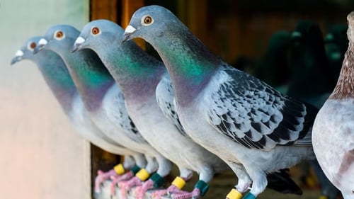 There is not much difference between homing pigeons and feral pigeons. Photo: Stockphoto Mania/Shutterstock