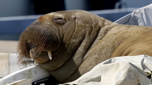 The walrus, nicknamed Freya, pictured in July